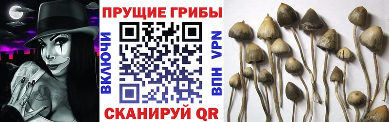 купить наркотик  Дзержинск  Псилоцибиновые грибы мухоморы 